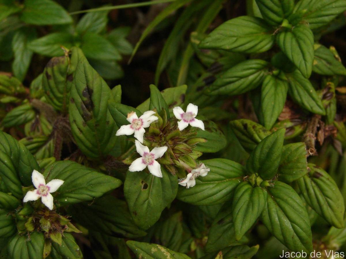 Knoxia platycarpa var. hirsuta (Arn.) Thwaites